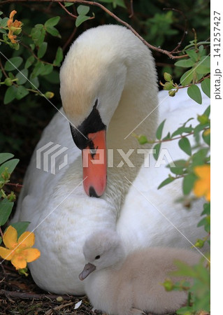 母親白鳥が雛に寄り添う愛らしい親子風景 141257427