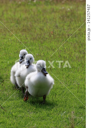 芝生の上を歩く白鳥の雛 芝生の上を歩く白鳥の雛 141257487
