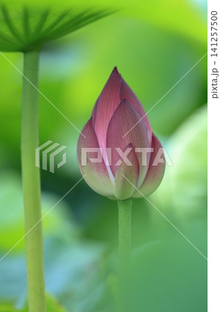 ハスの蕾 ハスの蕾 141257500