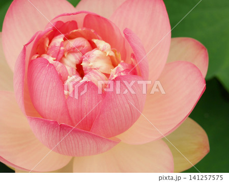 蓮の花の花びらの世界 蓮の花の花びらの世界 141257575