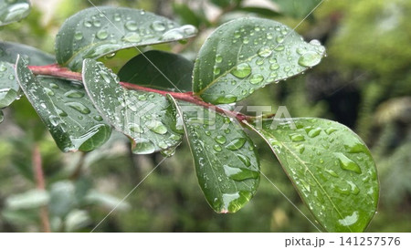 雨に濡れたサルスベリの葉 雨に濡れたサルスベリの葉 141257576