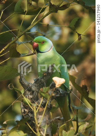 Rose-ringed Parakeet Rose-ringed Parakeet 141257940
