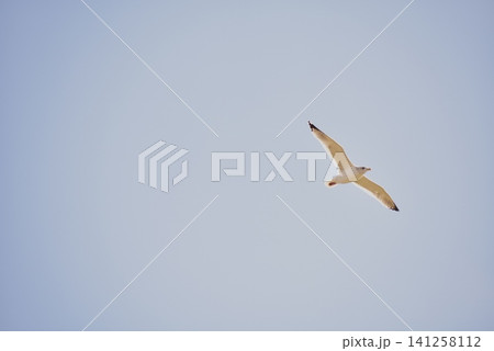 青空バックに飛翔するカモメ 青空バックに飛翔するカモメ 141258112