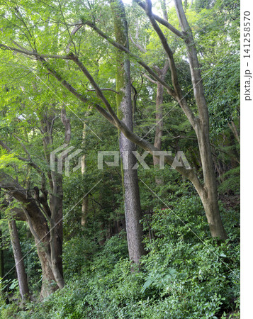 新緑の木々に覆われた森林の風景 新緑の木々に覆われた森林の風景 141258570