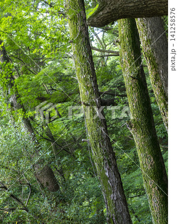 新緑の木々に覆われた森林の風景 新緑の木々に覆われた森林の風景 141258576