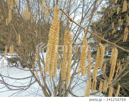 Detailed view of catkins on a bush in early spring in mountains Detailed view of catkins on a bush in early spring in mountains 141258789