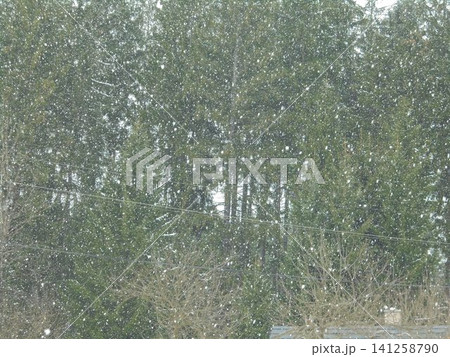 Dense snowing in Beskydy mountains with a spruce forest in the background 141258790