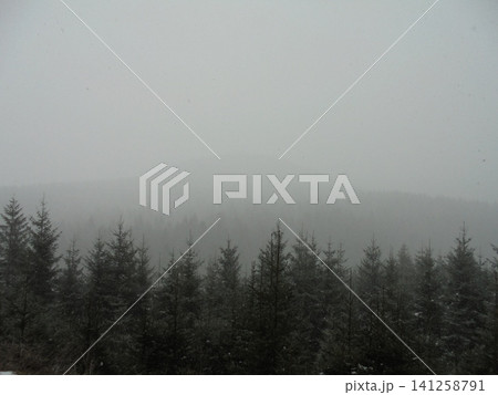 Vast spruce forest with a deep mist in the background, eerie but beautiful scene 141258791