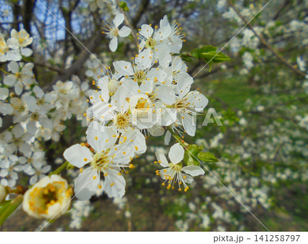 Detailed nature scenics: full bloom of wild cherry tree white blossoms Detailed nature scenics: full bloom of wild cherry tree white blossoms 141258797