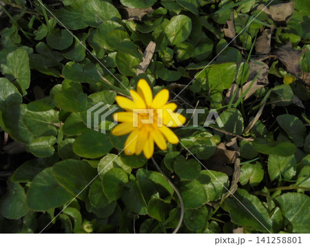 Blurred image of yellow spring flower celandine,top detailed view Blurred image of yellow spring flower celandine,top detailed view 141258801