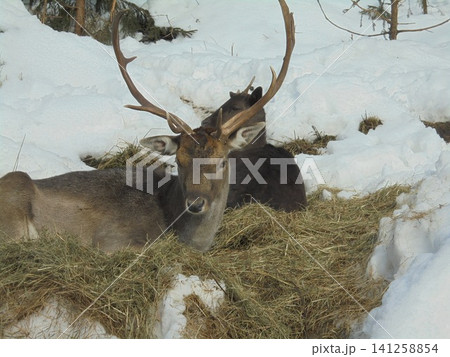 Pair of fallow deers laying in hay during cold winter day Pair of fallow deers laying in hay during cold winter day 141258854