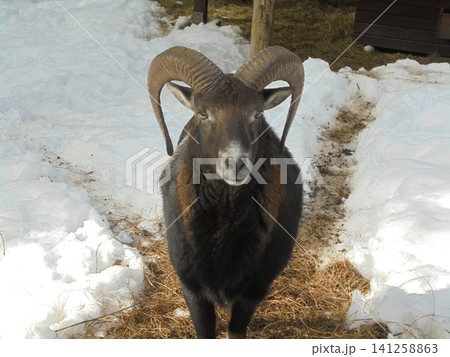 Close up on a wild male mouflon directly from the front 141258863