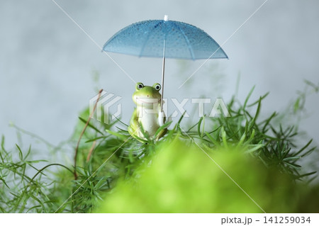 梅雨のイメージのかえる 梅雨のイメージのかえる 141259034