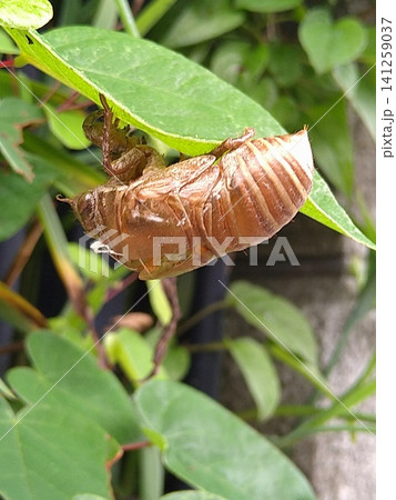 葉の裏に残るセミの抜け殻 夏の自然 葉の裏に残るセミの抜け殻 夏の自然 141259037