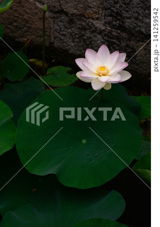 東本願寺 淀姫(蓮の花) 東本願寺 淀姫(蓮の花) 141259542