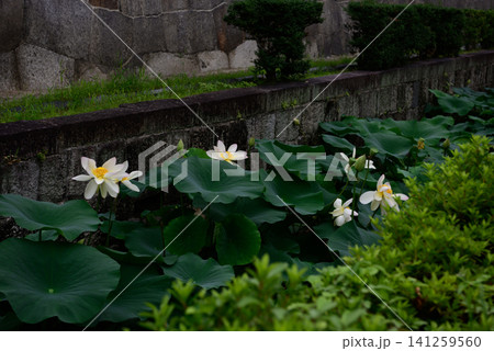 東本願寺 淀姫(蓮の花) 東本願寺 淀姫(蓮の花) 141259560