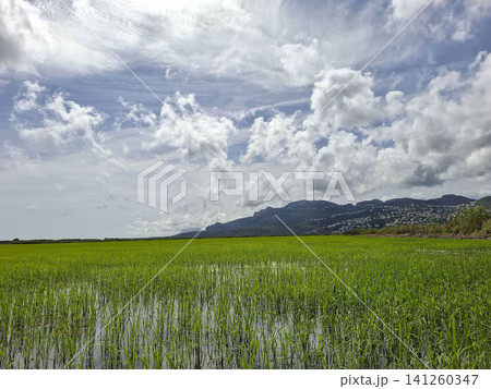 Green fields of organic Bomba rice stretch out towards the mountains and a coastal town in Spain. The sky is filled with clouds, creating a vast view of nature. 141260347