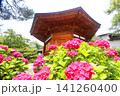 豪徳寺の紫陽花 141260400