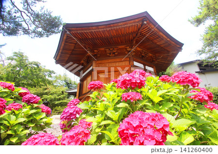 豪徳寺の紫陽花 141260400