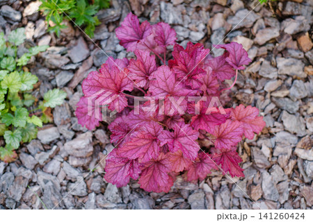 Beautiful Heuchera Berry Smoothie Plant with Purple Foliage in Garden Beautiful Heuchera Berry Smoothie Plant with Purple Foliage in Garden 141260424