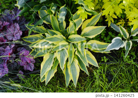 Beautiful Hosta Lakeside Dragonfly Plant with Variegated Foliage in Garden 141260425