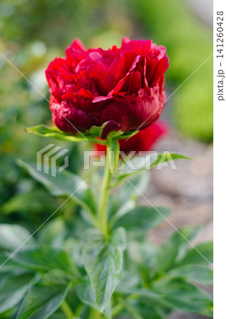 Side View of Henry Bockstoce Red Peony Bud in Sunny Garden Side View of Henry Bockstoce Red Peony Bud in Sunny Garden 141260428
