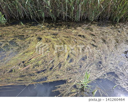 Clear water flows in an agricultural canal filled with organic matter and reeds. This area highlights the ecosystem involved in organic rice farming in Pego wetlands. Clear water flows in an agricultural canal filled with organic matter and reeds. This area highlights the ecosystem involved in organic rice farming in Pego wetlands. 141260464