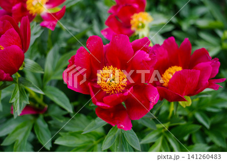 Scarlet Peony Illini Warrior Blooming In Summer Garden Scarlet Peony Illini Warrior Blooming In Summer Garden 141260483