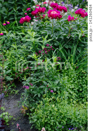 Mixed Flower Bed with Peonies and Astrantia 141260484