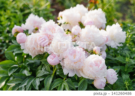 Large Bush of Blooming Pink Peonies Angel Cheeks Large Bush of Blooming Pink Peonies Angel Cheeks 141260486
