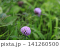 アカツメクサの花 141260500