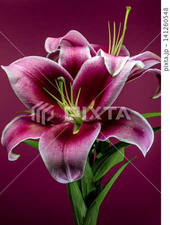 Beautiful vibrant pink lily flowers on dark magenta background Beautiful vibrant pink lily flowers on dark magenta background 141260548