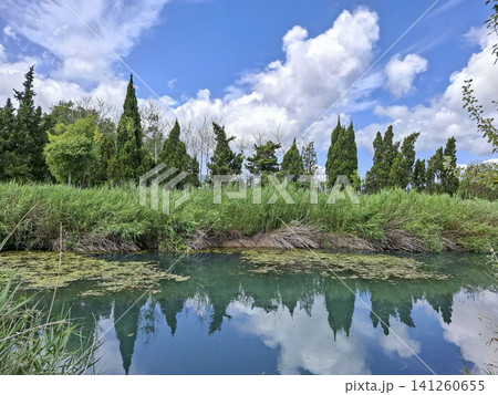 The canal shows reflection of tall green cypress trees and a cloudy sky in the Marjal de Pego Oliva park. Rice fields are nearby, adding to the landscape. 141260655