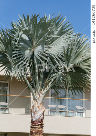 Tall palm tree with broad, fan-shaped leaves stands in front of a modern building featuring a balcony and outdoor seating area Tall palm tree with broad, fan-shaped leaves stands in front of a modern building featuring a balcony and outdoor seating area 141260739