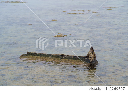 Weathered wooden log rests partially submerged in clear water, surrounded by seaweed and a sandy bottom in a coastal setting Weathered wooden log rests partially submerged in clear water, surrounded by seaweed and a sandy bottom in a coastal setting 141260867