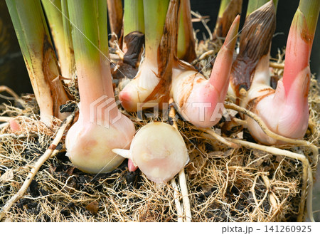 Fresh Galangal Root: A Healthy Herbal Ingredient with Natural Benefits. Fresh Galangal Root: A Healthy Herbal Ingredient with Natural Benefits. 141260925