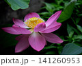 古代ハスの花 141260953