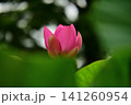 開き出した古代ハス 141260954