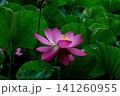 葉の間から顔を出した古代ハスの花 141260955