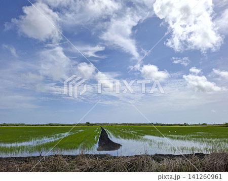 A flooded Bomba rice plantation in Pego stretches across the land. A narrow soil dike divides the green fields. Fluffy clouds float in a blue sky above the fields. A flooded Bomba rice plantation in Pego stretches across the land. A narrow soil dike divides the green fields. Fluffy clouds float in a blue sky above the fields. 141260961