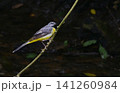 枝にとまるキセキレイ 141260984
