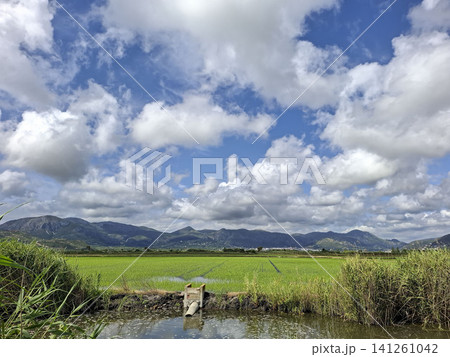 Flooded green Bomba rice fields are visible in Pego Oliva natural park. The fields showcase sustainable farming practices and water management, with mountains in the background. Flooded green Bomba rice fields are visible in Pego Oliva natural park. The fields showcase sustainable farming practices and water management, with mountains in the background. 141261042