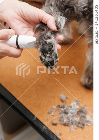 犬の足裏の毛をバリカンでカットする様子 犬の足裏の毛をバリカンでカットする様子 141261405