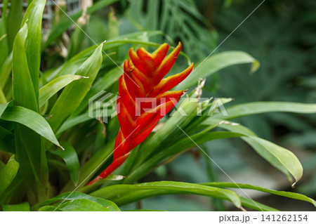 Beautiful red Vriesea floweringup Beautiful red Vriesea floweringup 141262154