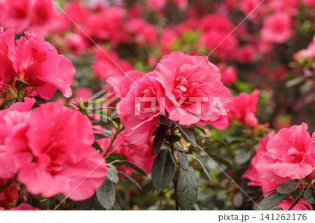 Beautiful blooming pink Azalea bushes 141262176