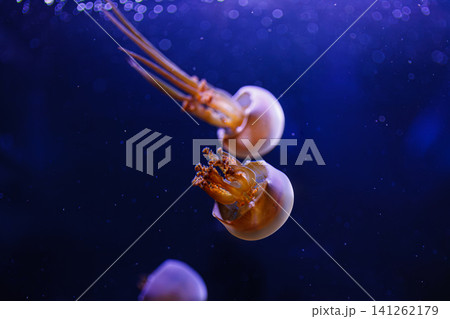 underwater photos of jellyfish Rhopilema esculentum, Flame jellyfish underwater photos of jellyfish Rhopilema esculentum, Flame jellyfish 141262179
