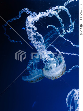 underwater photos of jellyfish chrysaora plocamia south america sea nettle 141262205