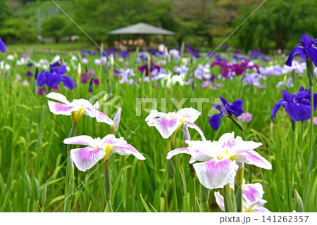 花菖蒲の花 花菖蒲の花 141262357