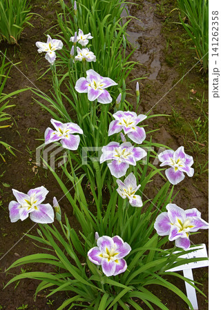 花菖蒲の花 花菖蒲の花 141262358