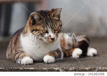 じっと見つめるキジトラ柄とぶち猫柄の野良猫 141262389